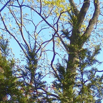 Kuvan 8. lähde on wikipedia.org.